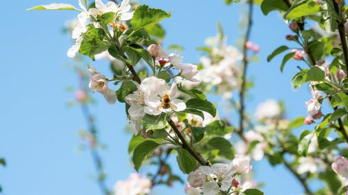 Apple blossom in the Walled Garden